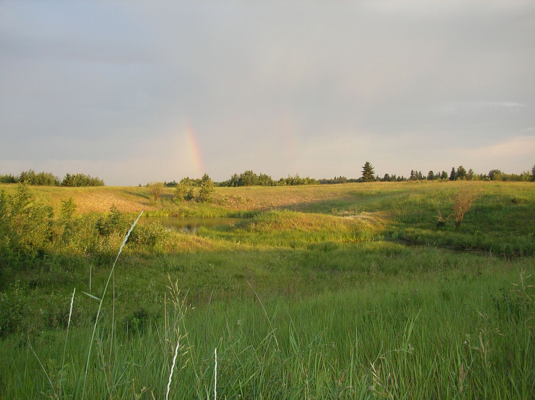 4   Pasture   main breeding pond Side Pond 2006 06 28